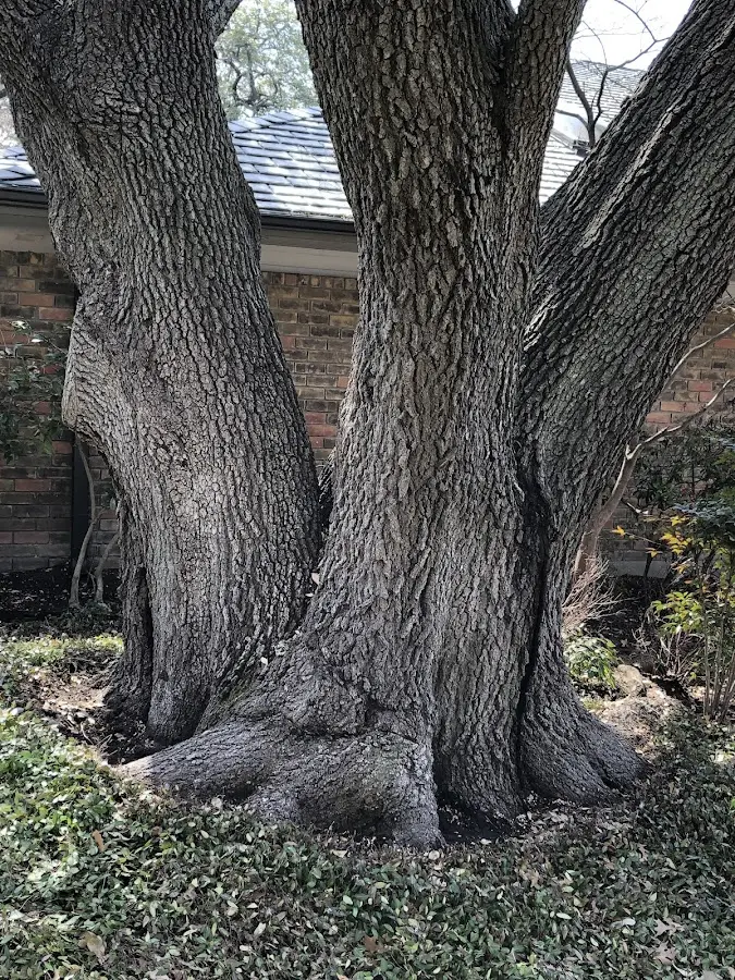 Mature heritage tree close to a New Milford property cared for by certified arborists